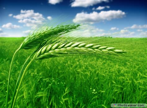 Green Wheat Fields In Pictures Elsoar