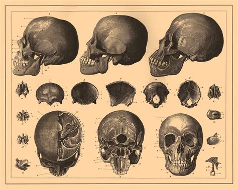 Vintage Ephemera Skull And Bone Illustrations 1890—1907