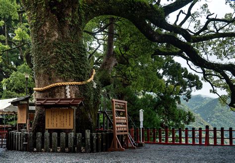 Shinto Holy Tree On The Kumano Shrine In Wakayama Rjapanpics