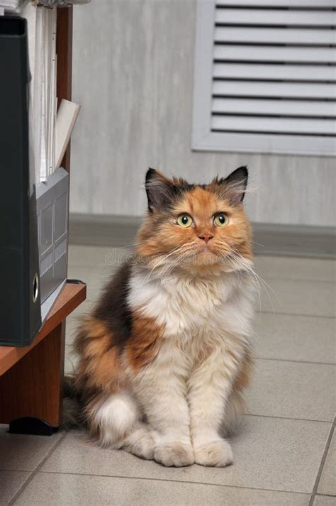 Calico Siberian Cat In The Office Environment Stock Image Image Of