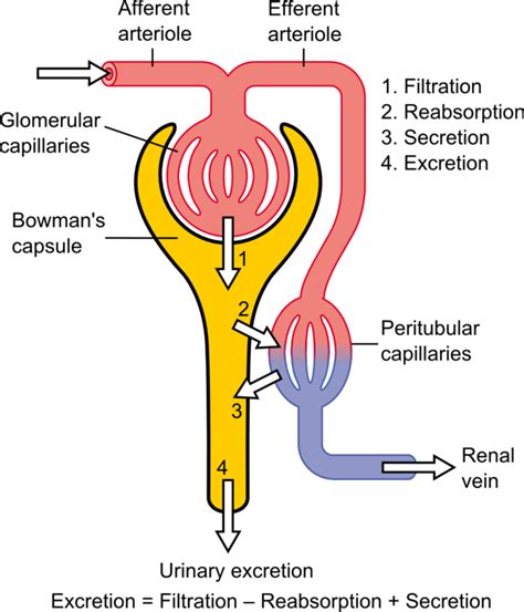 Physiology Of Urine Formation In The Nephrons BIO103 Human Biology