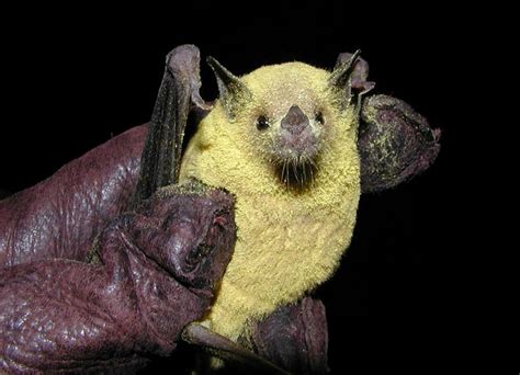 9 Of The Coolest Bat Species In The United States Us Department Of