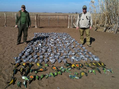 Argentina Duck Hunting Argentina Dove Hunting August 2010 6 Day Kill