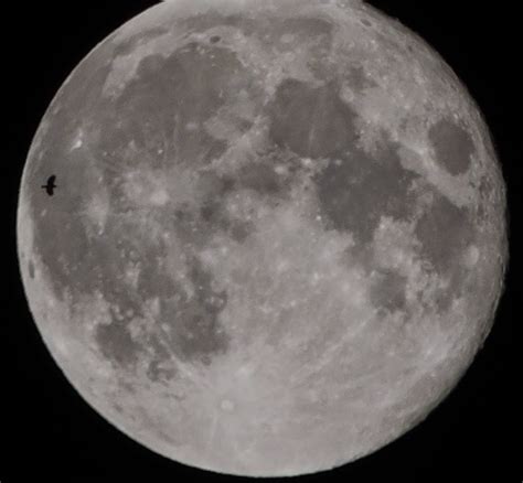 Another Monkey A Bird On The Face Of The Moon October 9