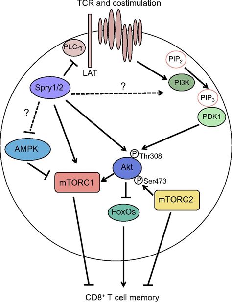 sprouty branches out to control t cell memory pnas