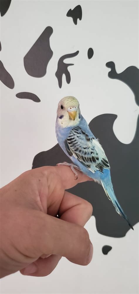 Budgerigar Birds For Sale University Heights Oh 335344