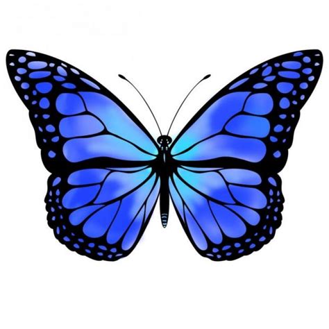 Blue Butterfly Drawing At Getdrawings Free Download