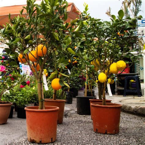 How To Grow Citrus Plant In Containers Thatwowgarden