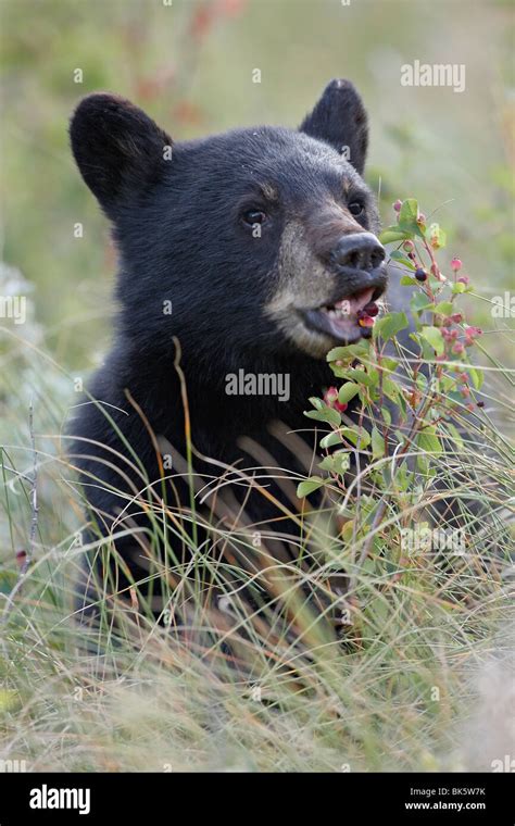 Black Bear Ursus Americanus Cub Eating Saskatoon Berries Waterton