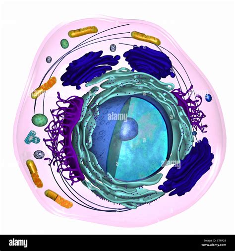 3d Model Of A Eukaryotic Cell Stock Photo Alamy