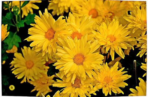 Yellow Chrysanthemum Flowers 1 Photograph By Johnson Moya Fine Art