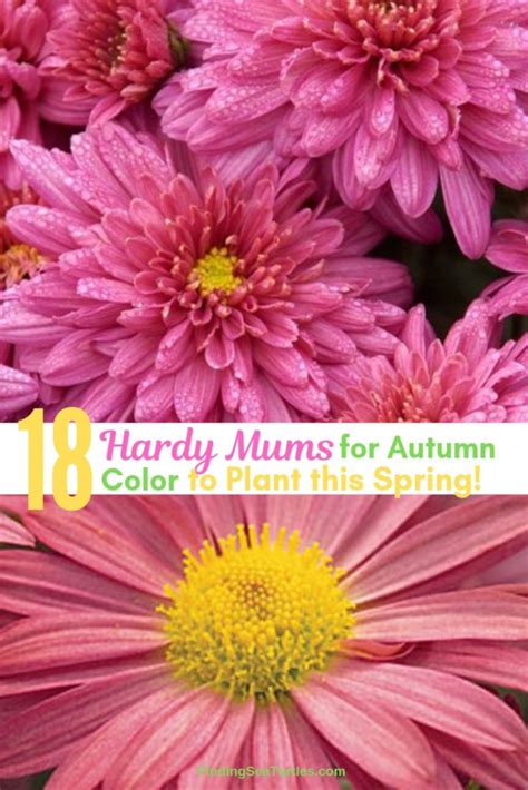 18 Hardy Chrysanthemums To Plant Now For Fabulous Fall Color