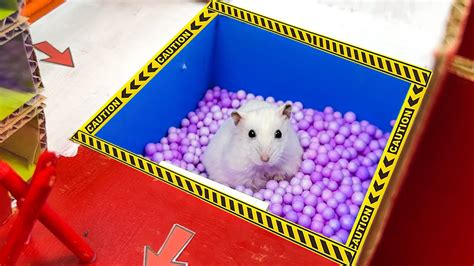 🐹 Hamster Escape Maze Diy From Cardboard For Pets All The Best