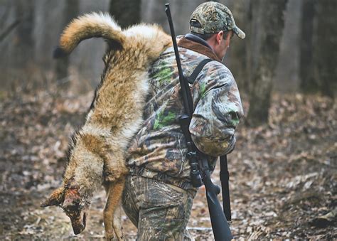 5 Tips To Better Coyote Hunting Game And Fish