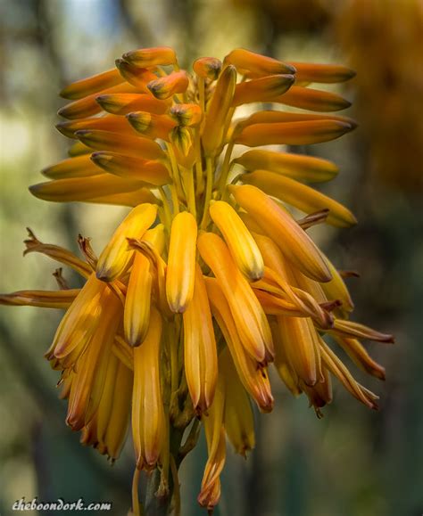 The cholla cactus can reach heights of 3 meters with branching cylindrical segments covered with spines. theboondork's RV blog - FOX TALES