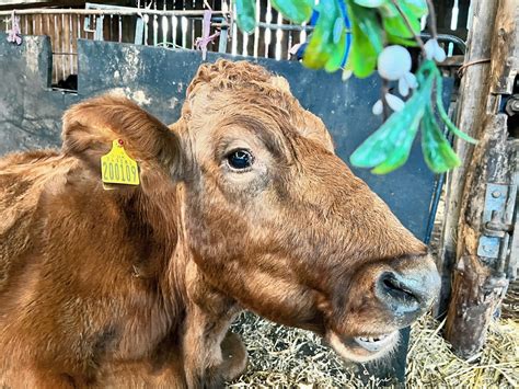 A Heartfelt Update from Cow... - Cow Companions Cow Sanctuary