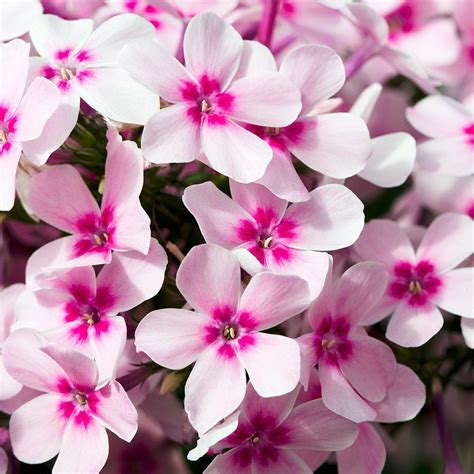 This is an example of incomplete dominance. Phlox paniculata Early Start™ Light Pink | White Flower Farm
