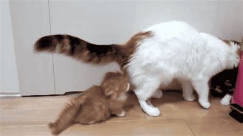 Mother And Bubs GIF Cats Kitten Cute Discover Share GIFs
