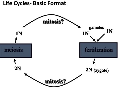 Zygotic Gametic And Sporic Meiosis Diagram Quizlet