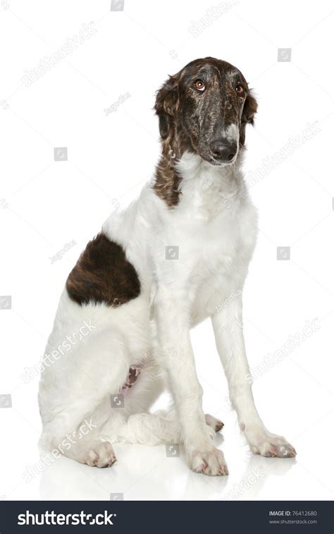 Sad Russian Borzoi Puppy 5 Months Sits On A White Background Stock