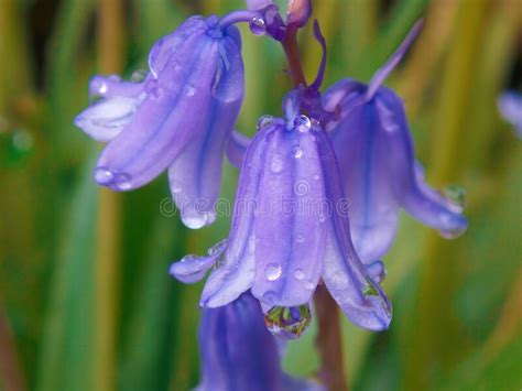 English Bluebell Close Up Stock Image Image Of Blooms 183840953