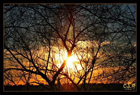 Sun Through The Trees Celestial Sunset Photography