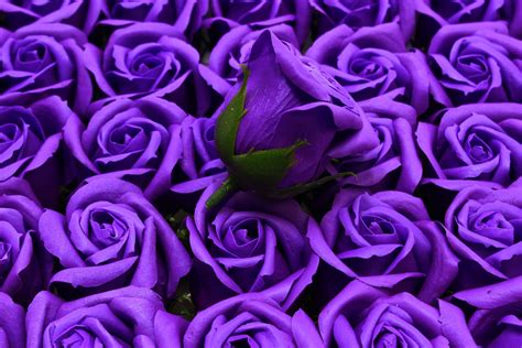 Фиолетовые розы 150 фото