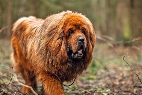 16 Cool Dog Breeds That Make Impressive Pets