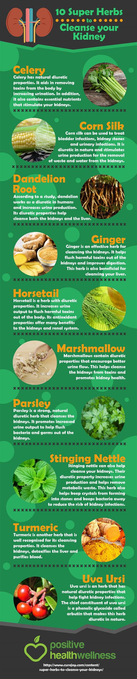 10 Herbs To Cleanse Your Kidneys Infographic Positive Health Wellness