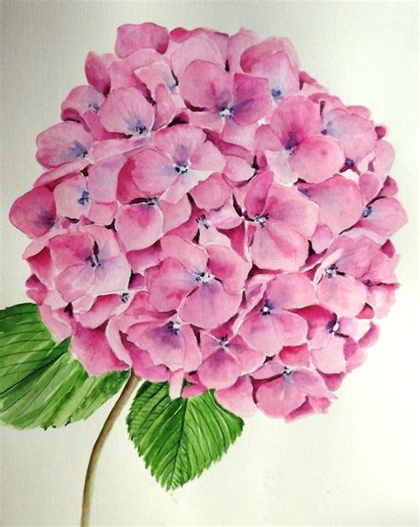 Pink Hydrangea Hydrangea Painting Floral Watercolor Flower Art