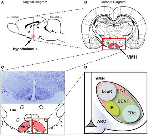 frontiers revisiting the ventral medial nucleus of the hypothalamus the roles of sf 1 neurons