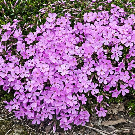 Pink Emerald Creeping Phlox Ground Covers From Gurneys