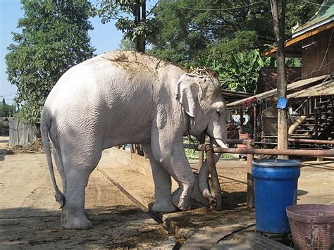 The Circus No Spin Zone White Elephant Thailand