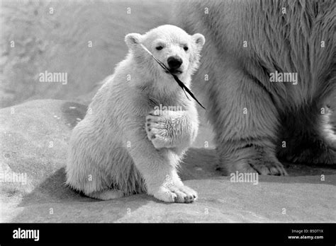 Four Month Old Polar Bear Cub Janina At Bristol Zoo May 1975 Stock