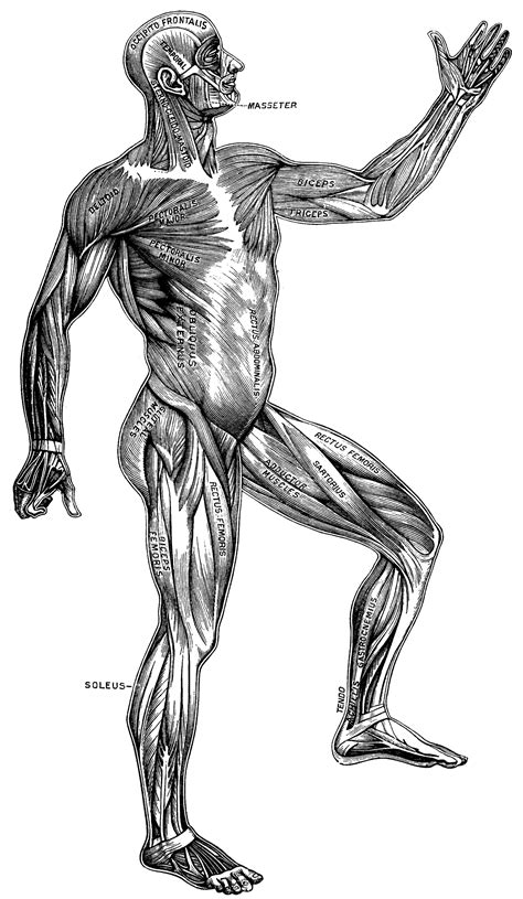 Muscular Anatomy Drawing