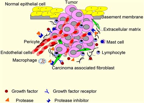 The Tumor Microenvironment Tme Tme Comprises Different Stromal Cells