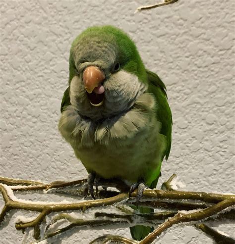 Colorado Quaker Parrot