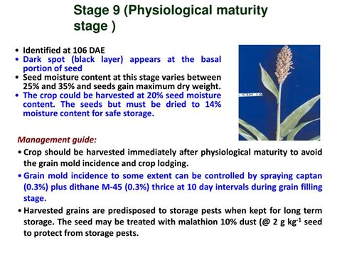 Ppt The Sorghum Plant Growth Stages And Associted Management