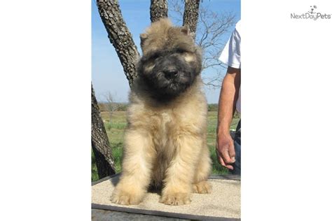 As previously mentioned, bouvier des flandres puppies would have been given their first vaccinations by the breeders, but they must have how much does a bouvier des flandres cost to buy? Bouvier Des Flandres for sale for $1,000, near Southeast ...