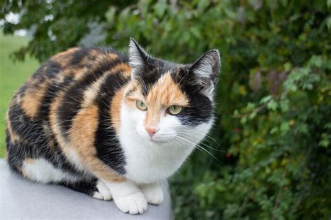 Tortoiseshell Versus Calico Cats Whats The Difference Between Them