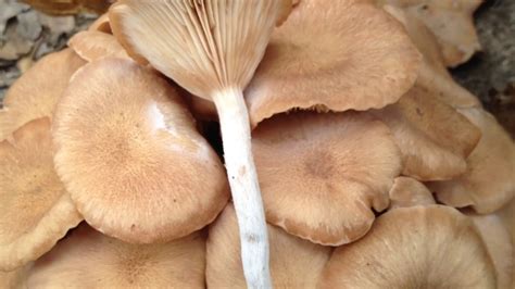 Help Id Some Neat Northeast Texas Mushrooms Part 2 Youtube