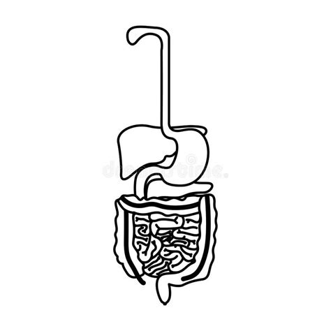 Sketch Silhouette Human Digestive System Stock Vector Illustration Of Gland Gallbladder