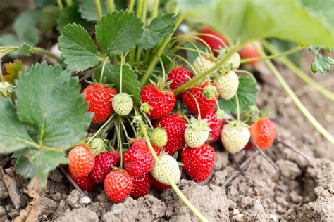 How To Grow Strawberries How To Plant And Care For Strawberries
