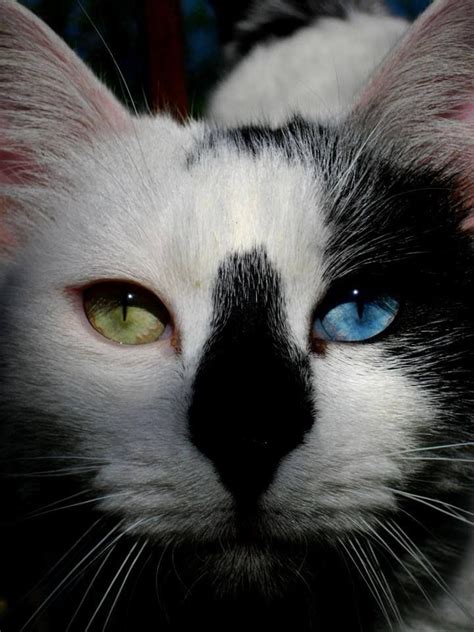 Gorgeous Odd Eyed Cat Pretty Cats Cute Cats Wild Cats