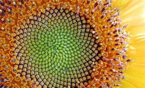 Fibonacci Inspires Our Jewellery Designs Plant Photography Fractals