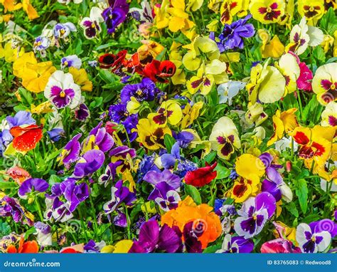 Garden Of Pansies Stock Image Image Of Green Multicolored 83765083