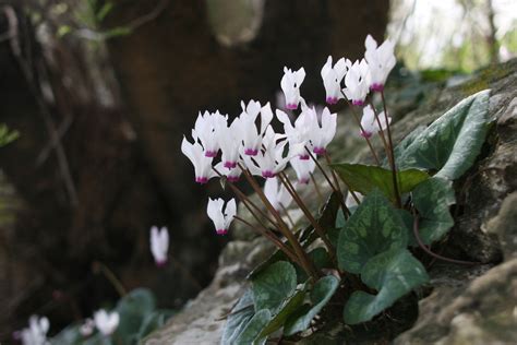 Free Images Nature Forest Outdoor Rock Blossom Group Leaf