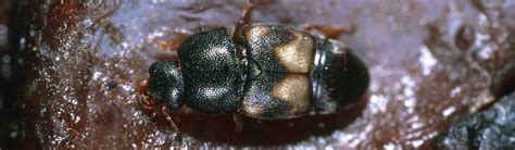 Driedfruit Beetles Fig Agriculture Pest Management Guidelines Uc