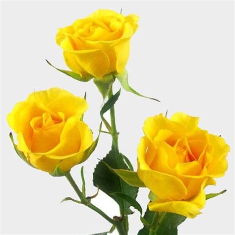 Spray Rose Yellow Wholesale Blooms By The Box