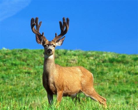 45 Deer Hd Wallpapers Wallpapersafari